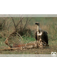 گونه دال پشت سفید White-rumped Vulture